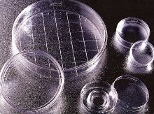 FalconⓇ Standard 60×15mm Cell culture Dishes (셀컬처 디쉬_스탠다드 60mm) - 고려에이스 쇼핑몰